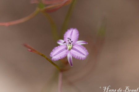 kronkelende randlelie